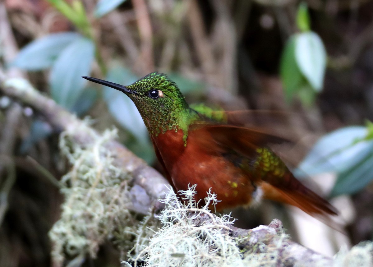 kolibřík peruánský - ML204431701