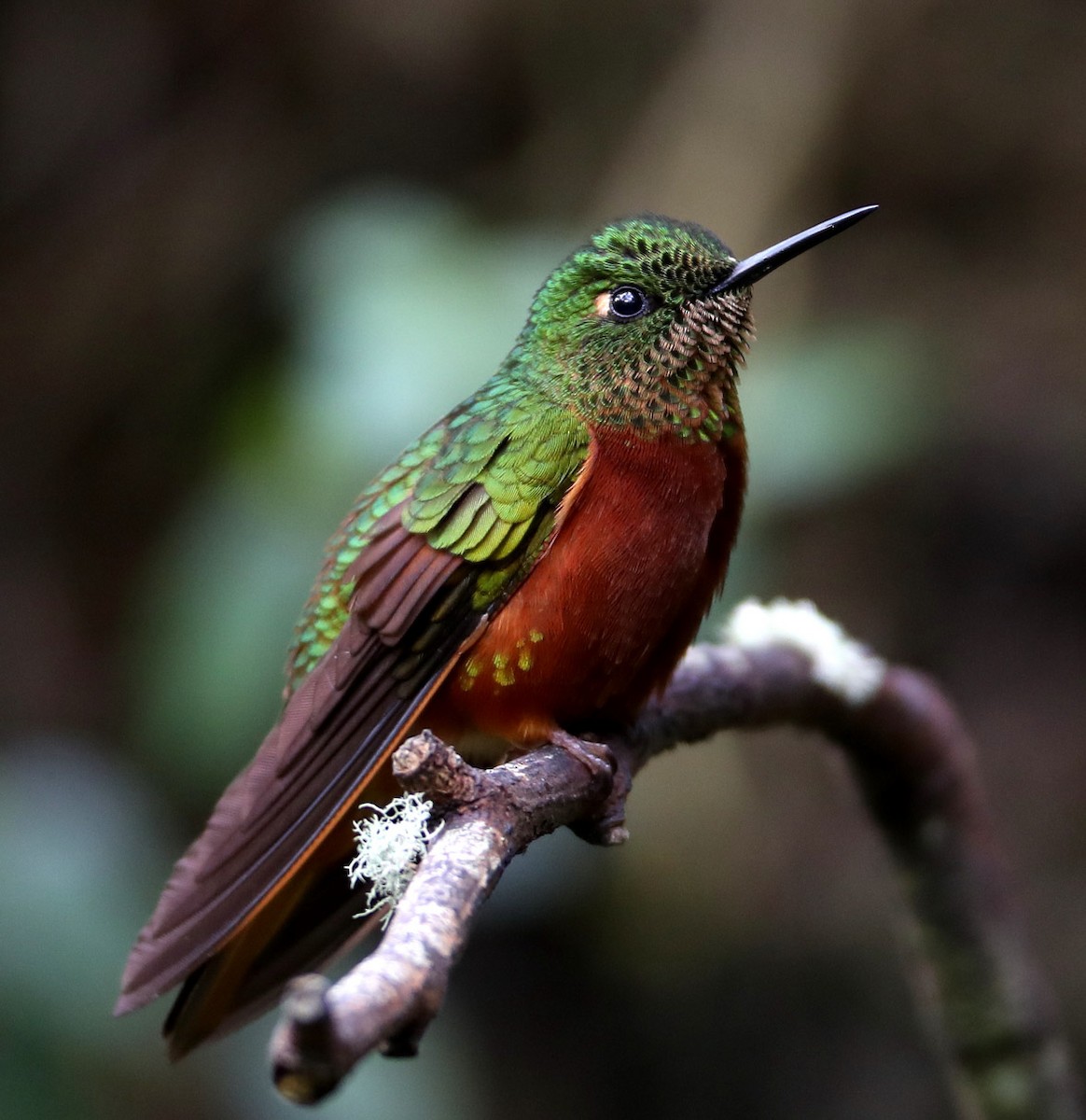 kolibřík peruánský - ML204431711