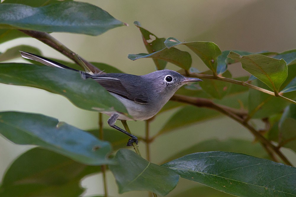 Blue-gray Gnatcatcher (Cozumel) - ML204431851