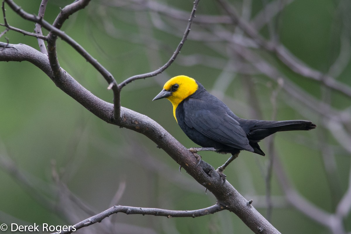Yellow-hooded Blackbird - Derek Rogers