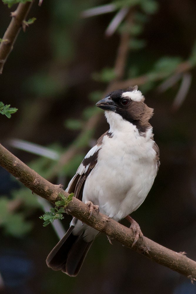 White-browed Sparrow-Weaver - ML204432021