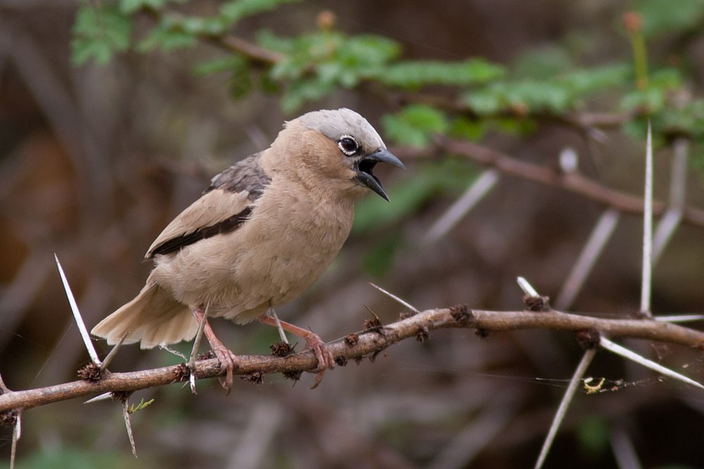 Gray-headed Social-Weaver - Rafael Merchante