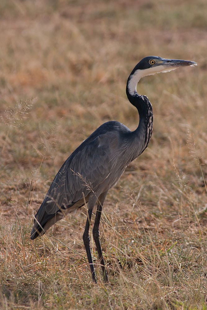 Black-headed Heron - Rafael Merchante