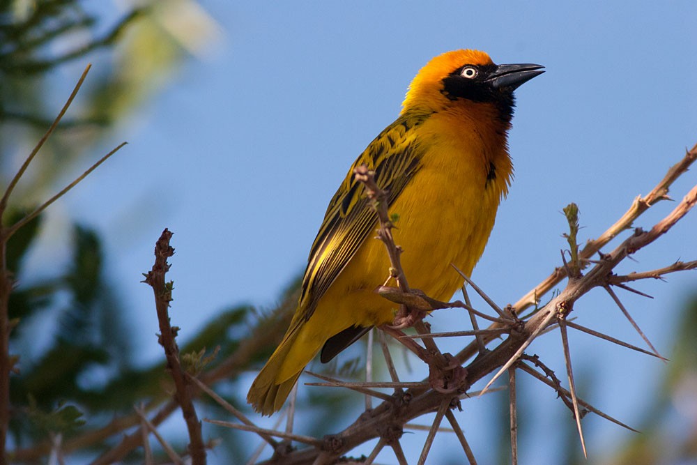 Speke's Weaver - ML204432201