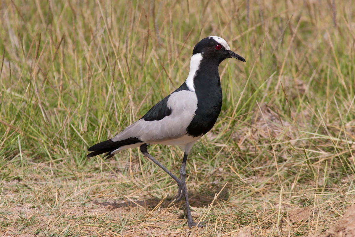 Blacksmith Lapwing - ML204432271