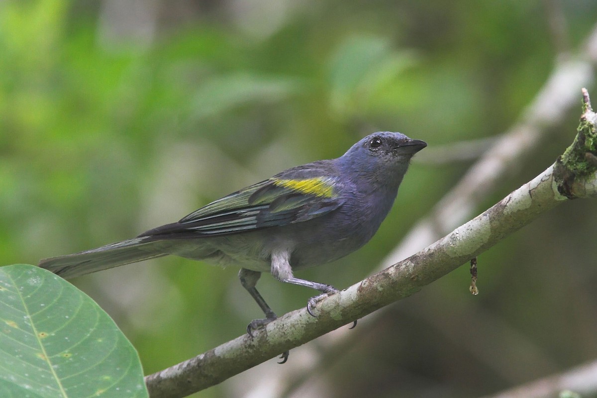 Golden-chevroned Tanager - ML204432351