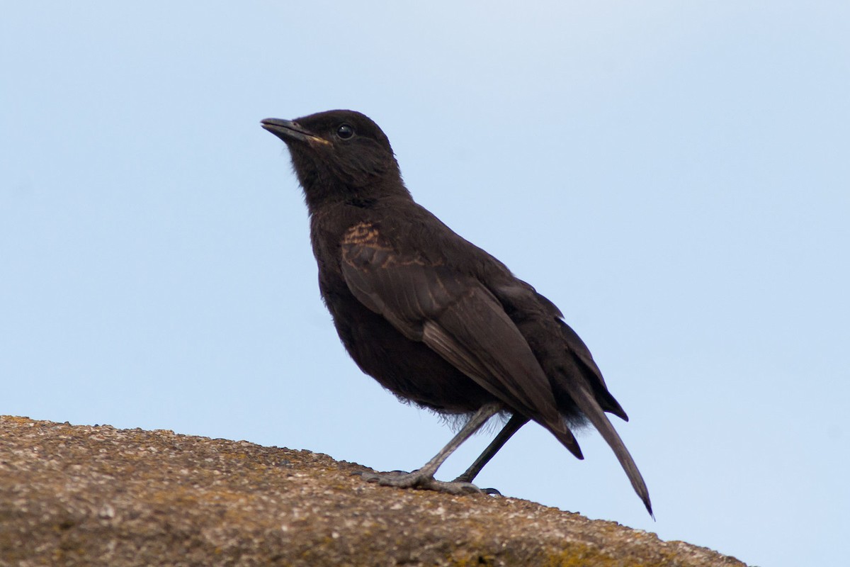 Northern Anteater-Chat - ML204432431