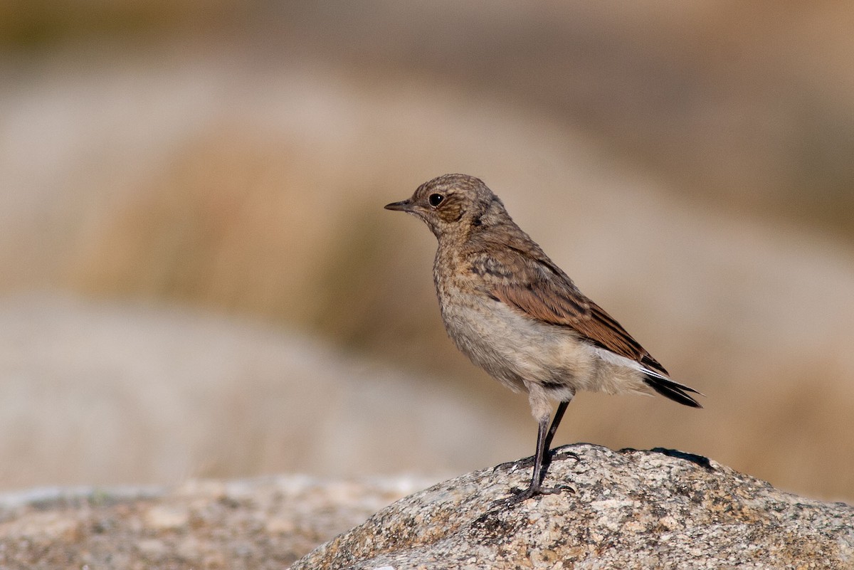 Northern Wheatear - ML204432441