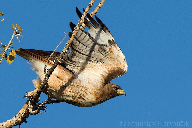 Red-tailed Hawk - Stanislav Harvančík