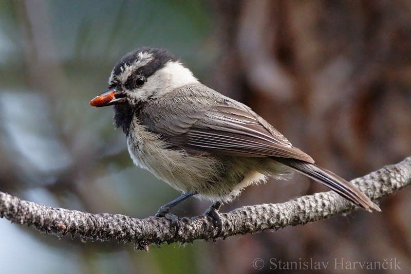 Mountain Chickadee - Stanislav Harvančík