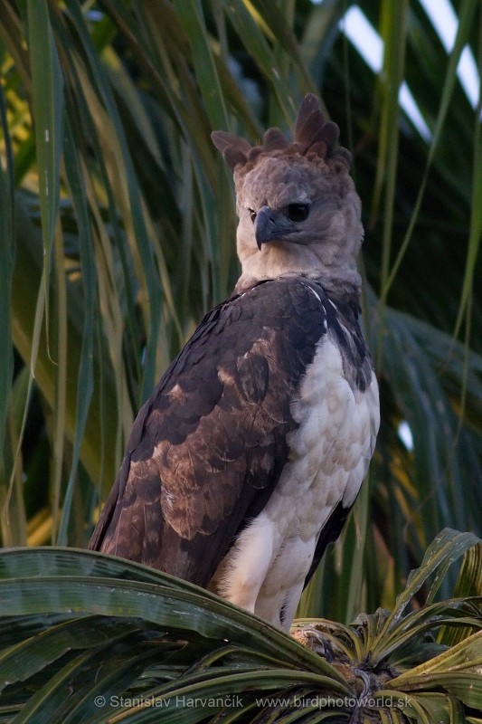 Harpy Eagle - Stanislav Harvančík