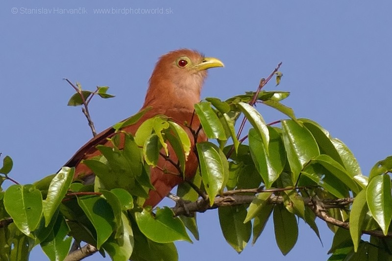 Squirrel Cuckoo - ML204433281