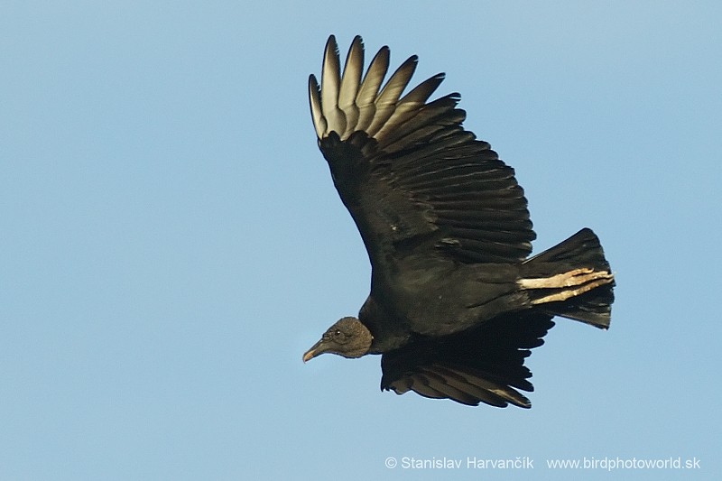 Black Vulture - ML204433401