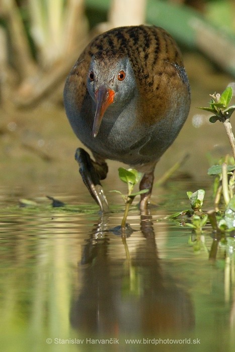 Water Rail - ML204433651