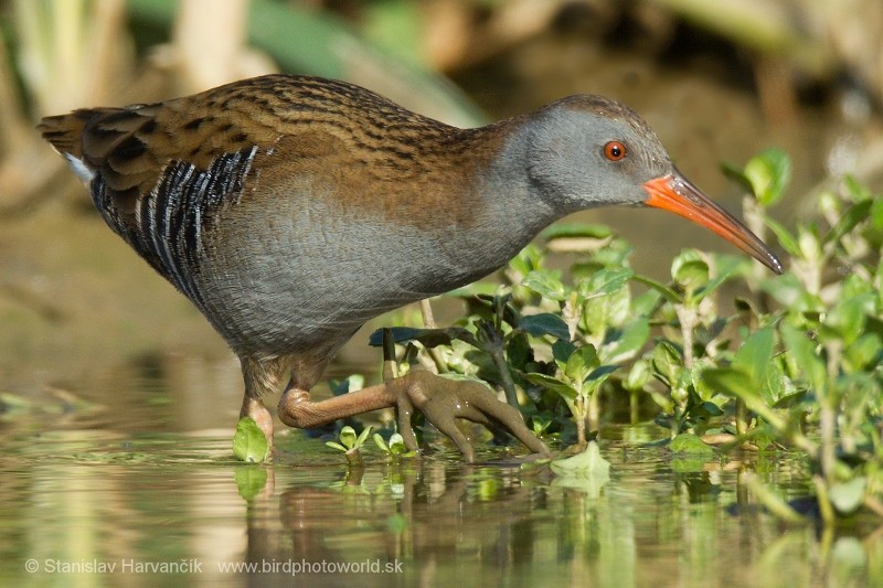 Water Rail - ML204433661