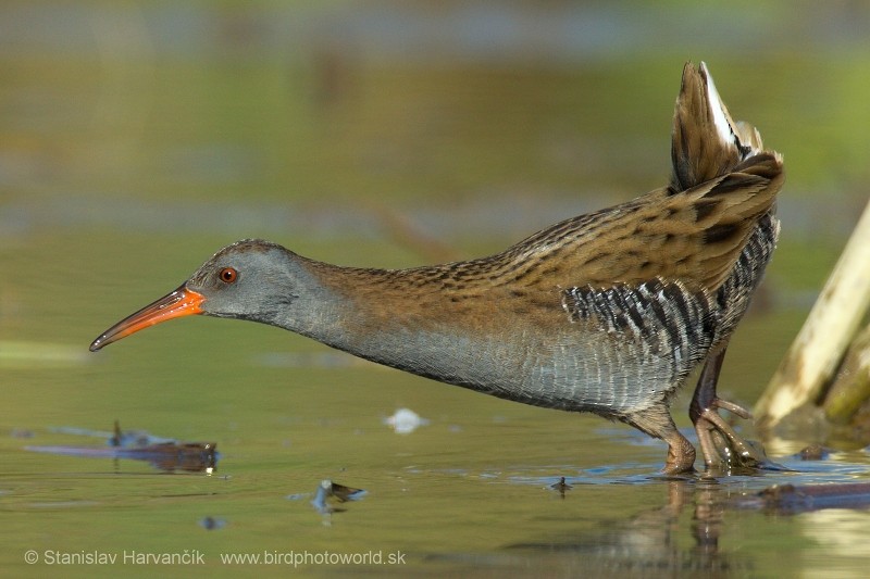 Water Rail - ML204433671