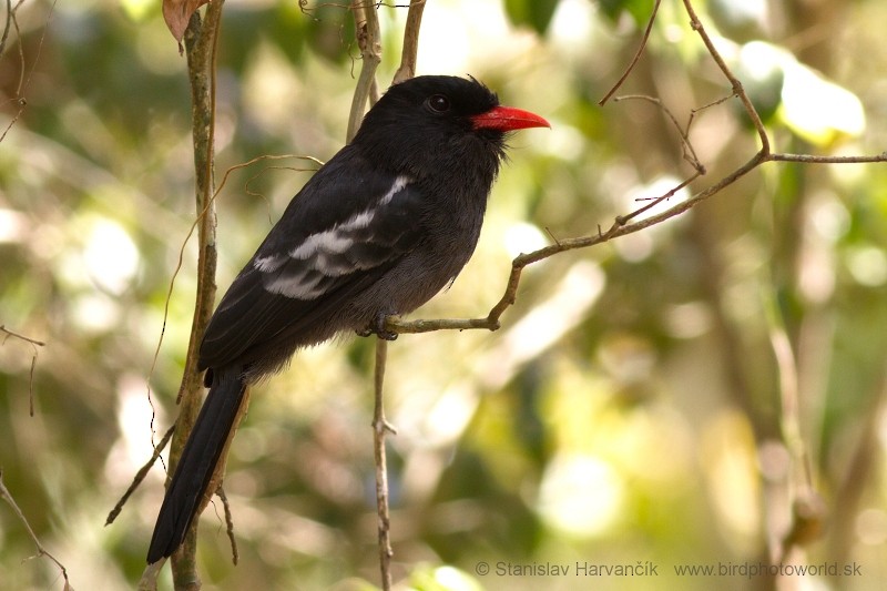 Black Nunbird - ML204433731