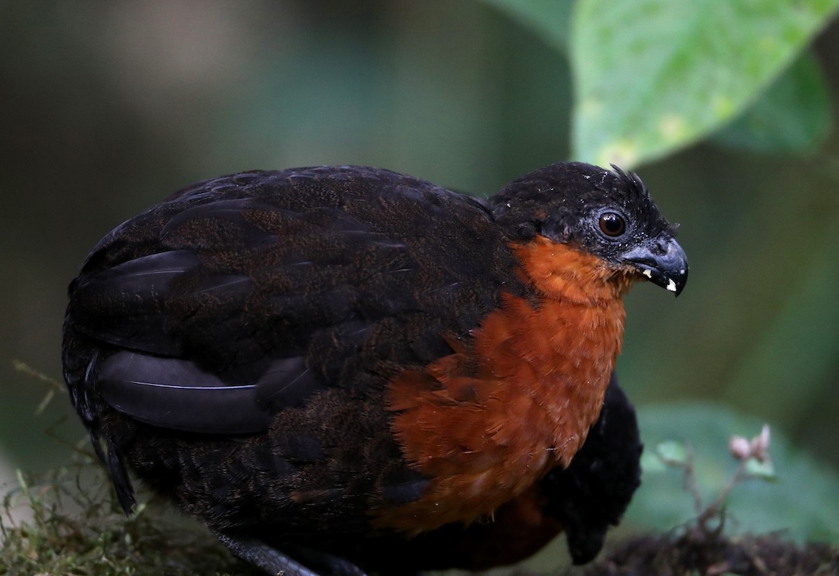 Dark-backed Wood-Quail - ML204433951