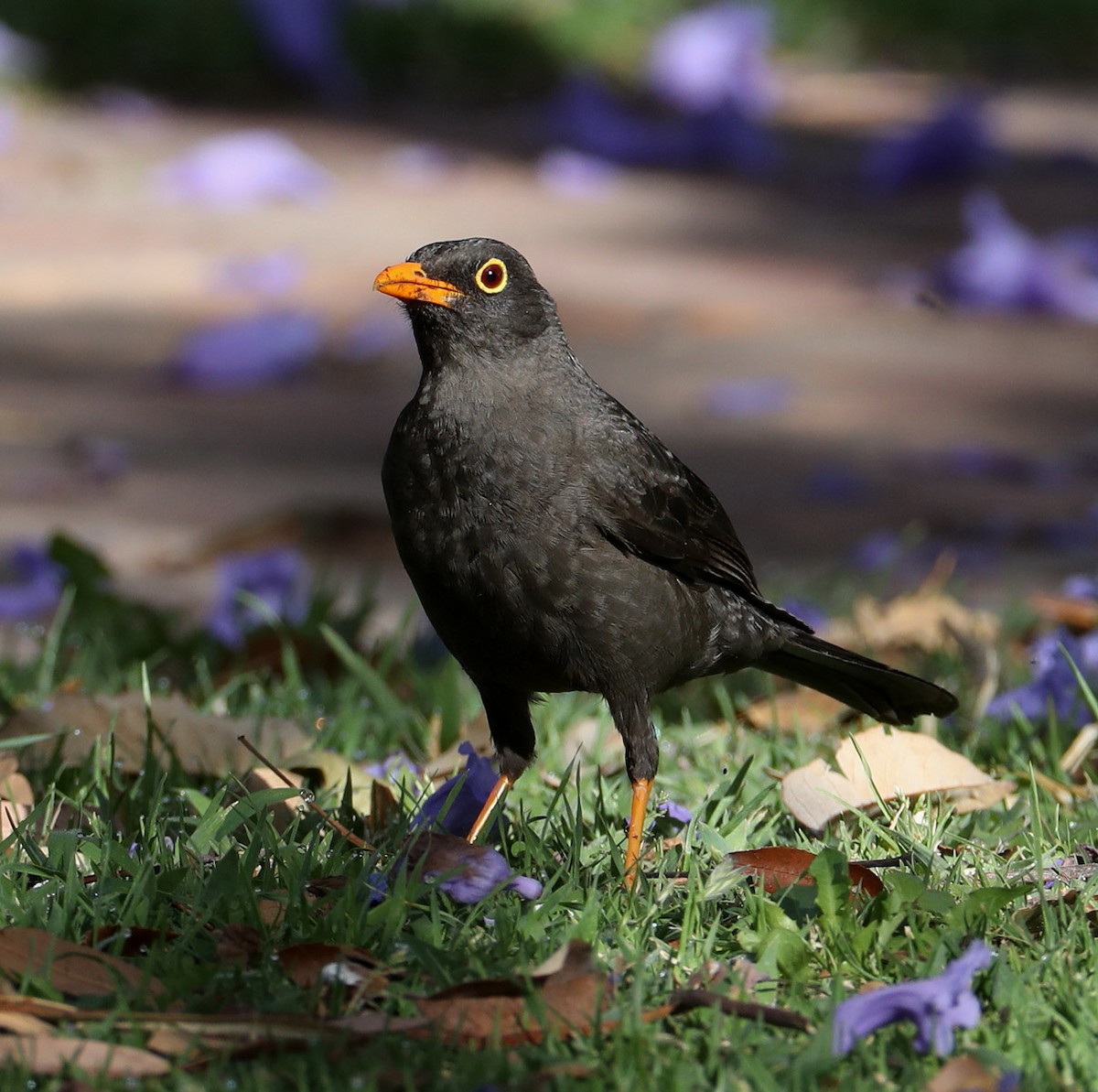 Great Thrush - Hal and Kirsten Snyder