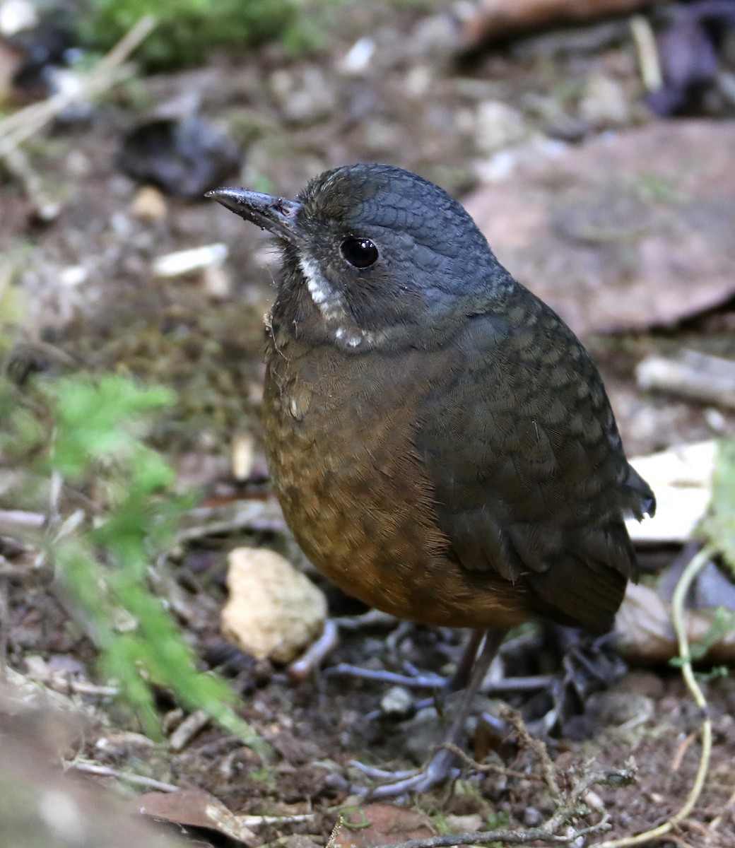 Moustached Antpitta - ML204434141