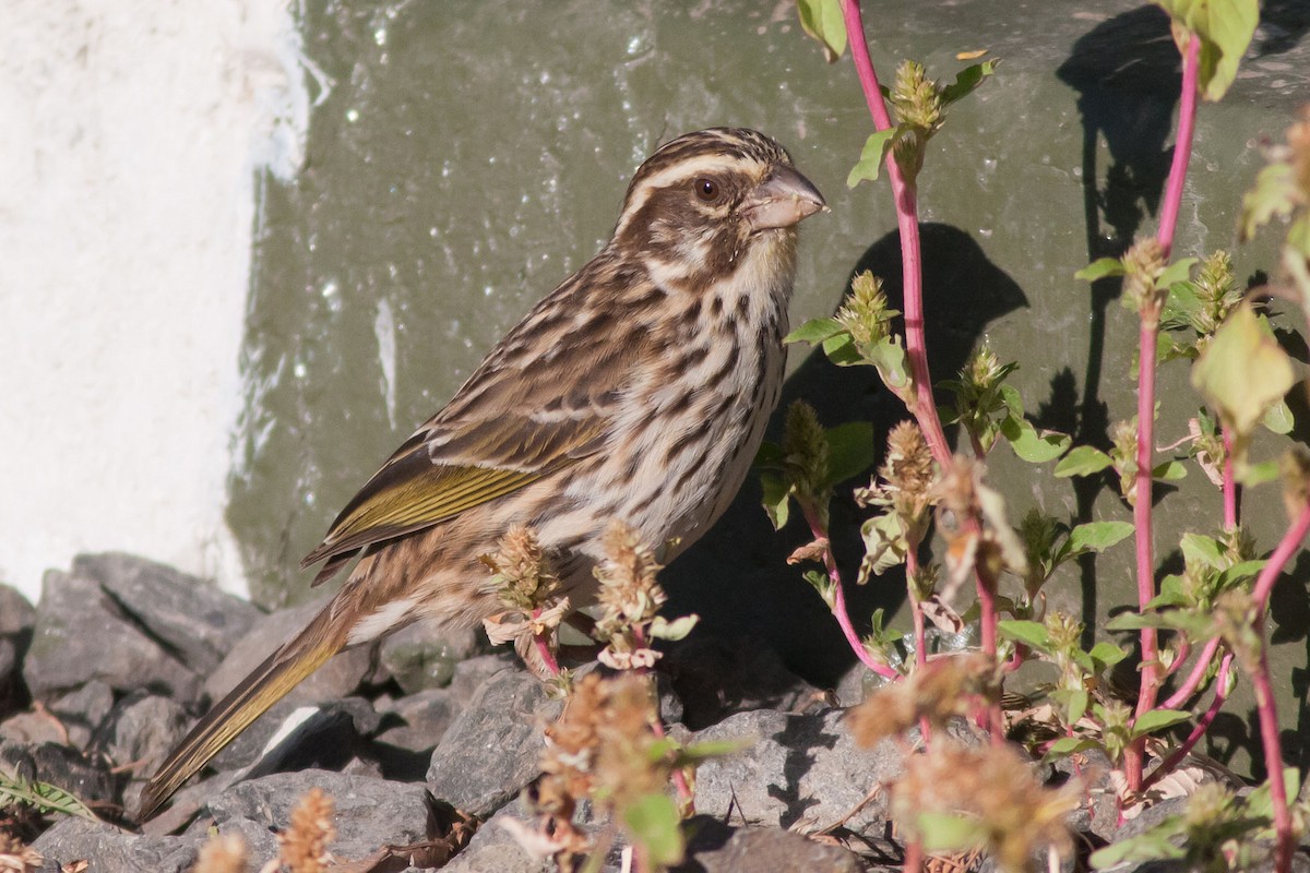 Streaky Seedeater - ML204434251