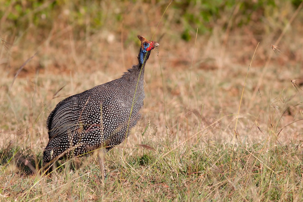 Helmeted Guineafowl - ML204434331