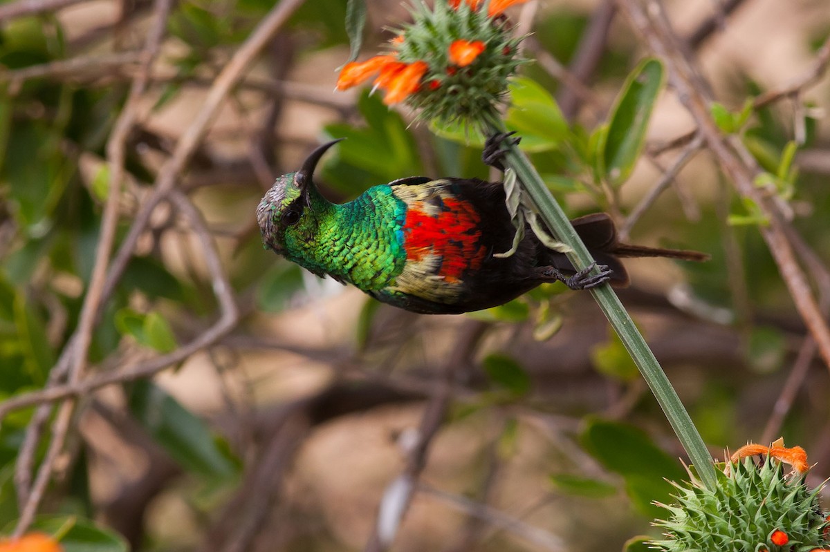 Beautiful Sunbird (Gorgeous) - ML204434371