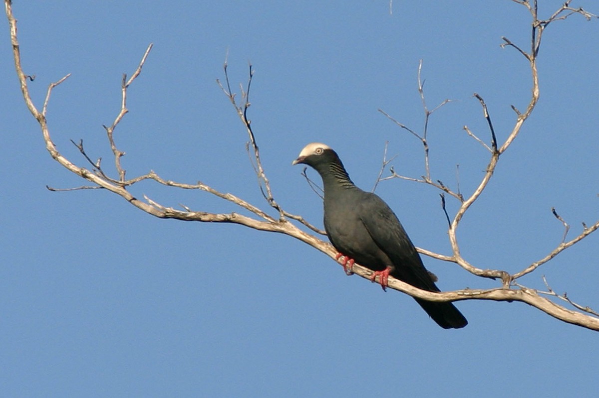 White-crowned Pigeon - ML204434411