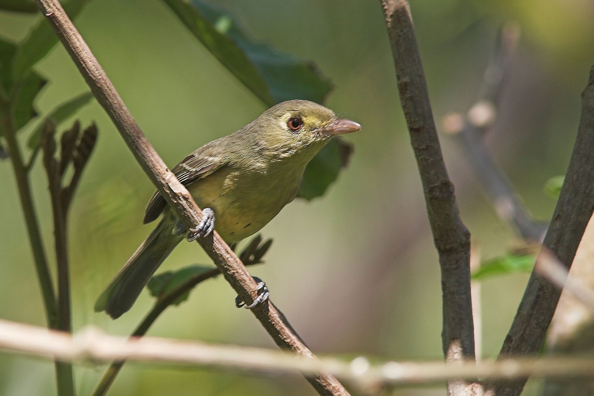 Cuban Vireo - Rafael Merchante