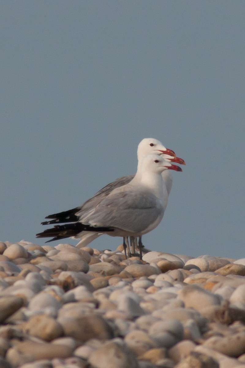 Audouin's Gull - ML204434511