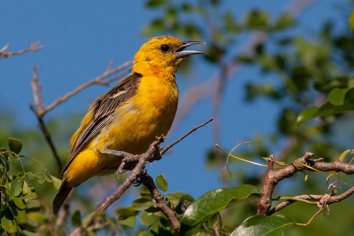 Altamira Oriole - ML204434571