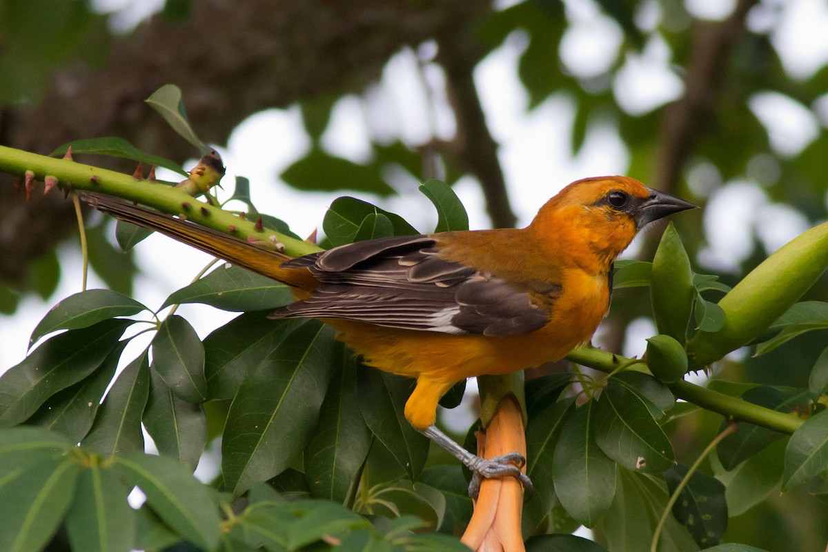 Orange Oriole - ML204434581