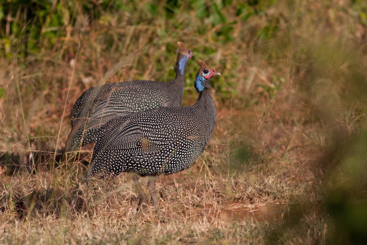 Helmeted Guineafowl - ML204434701