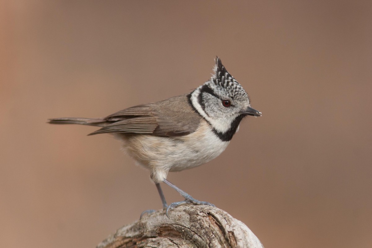 Crested Tit - ML204434741