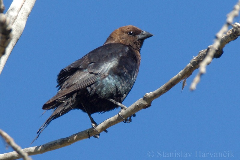 Brown-headed Cowbird - Stanislav Harvančík