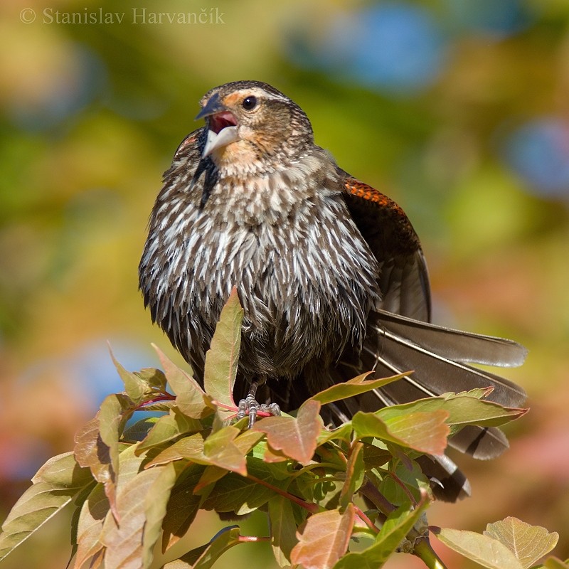 Red-winged Blackbird - Stanislav Harvančík