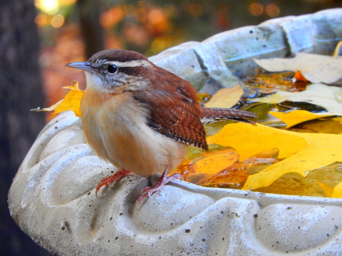 Carolina Wren - Eric Cormier