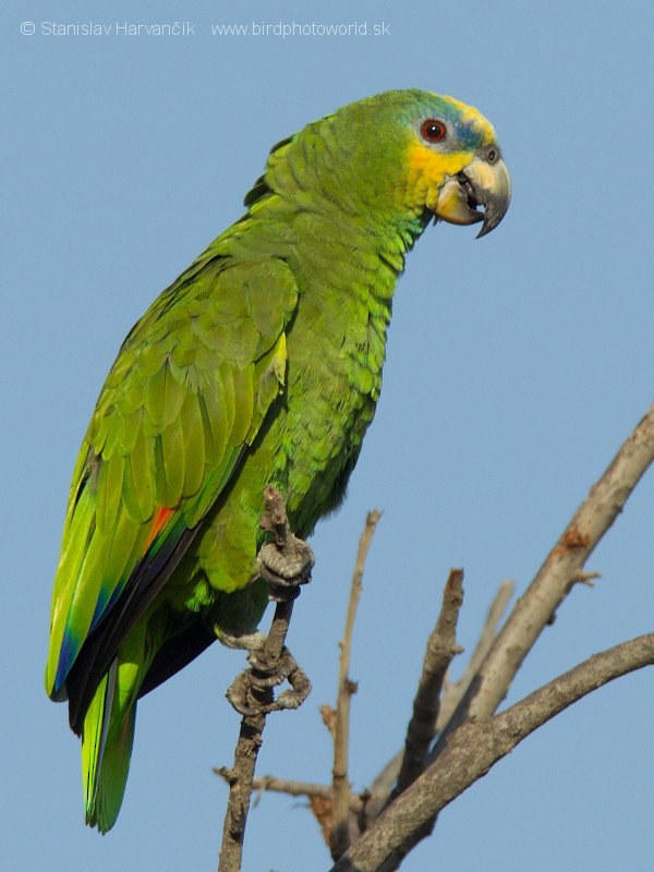 Orange-winged Amazon - Stanislav Harvančík