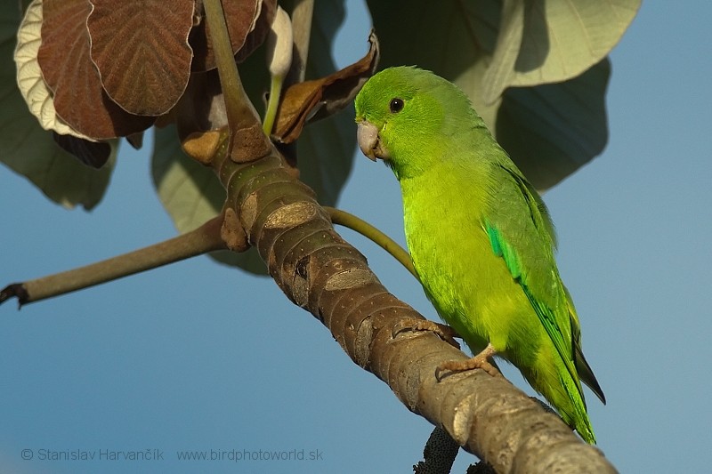 Yeşil Sokumlu Serçe Papağanı - ML204435691