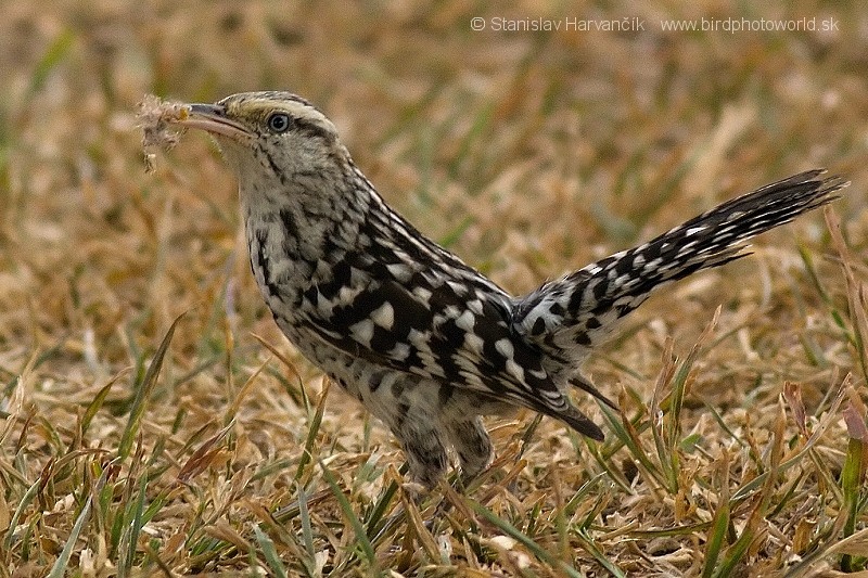 Stripe-backed Wren - ML204435791