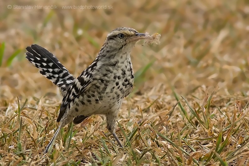 Stripe-backed Wren - ML204435801