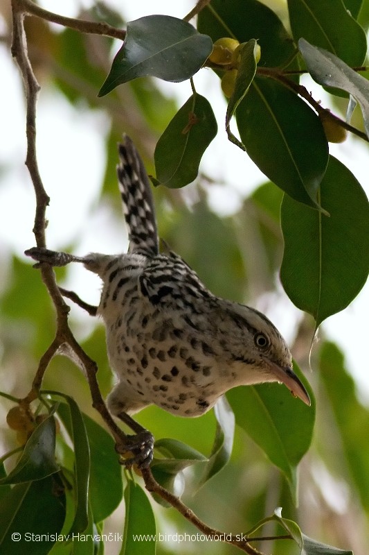 Stripe-backed Wren - ML204435811
