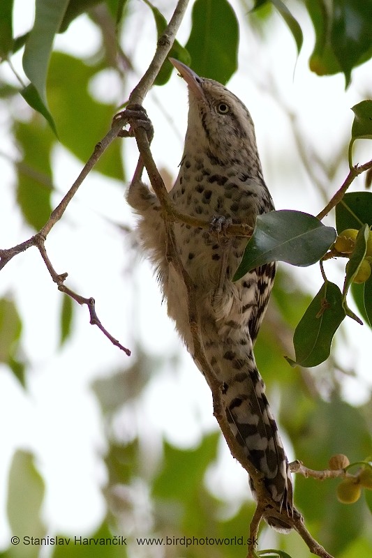 Stripe-backed Wren - ML204435821
