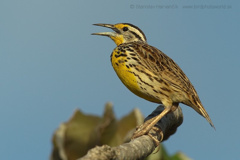 Eastern Meadowlark - Stanislav Harvančík