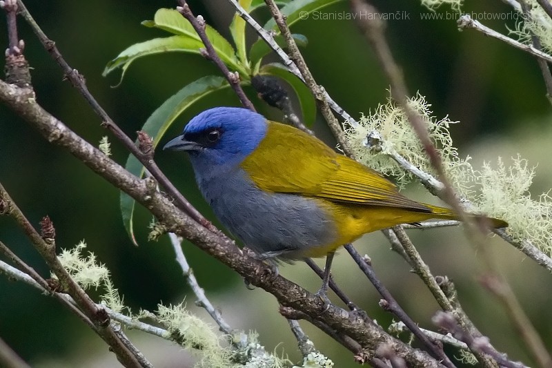Blue-capped Tanager - ML204436011