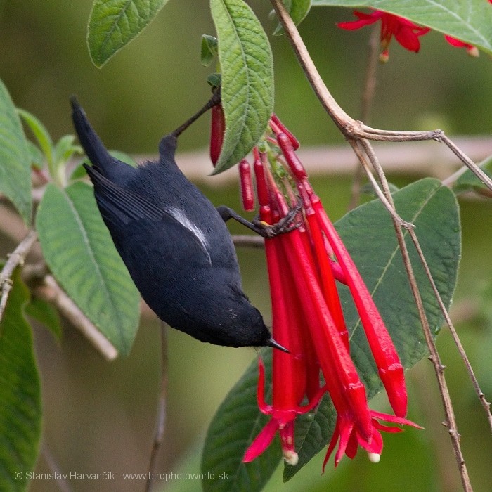 White-sided Flowerpiercer - Stanislav Harvančík