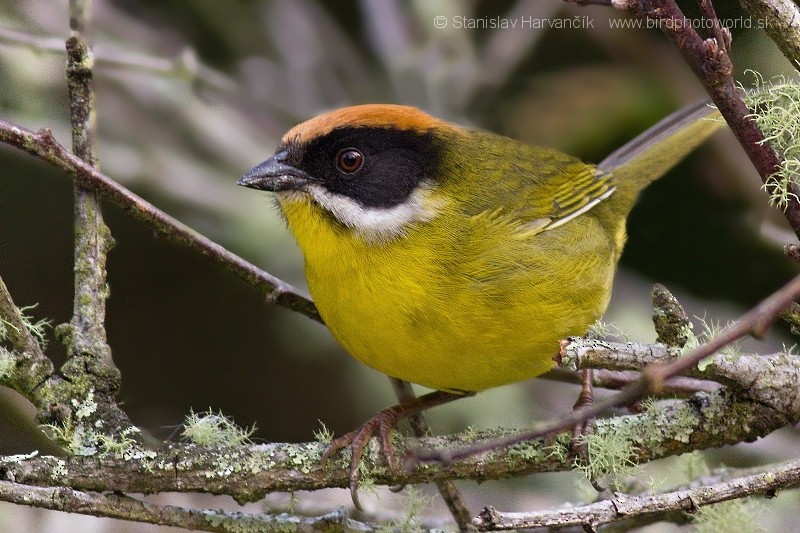 Moustached Brushfinch (Merida) - ML204436061