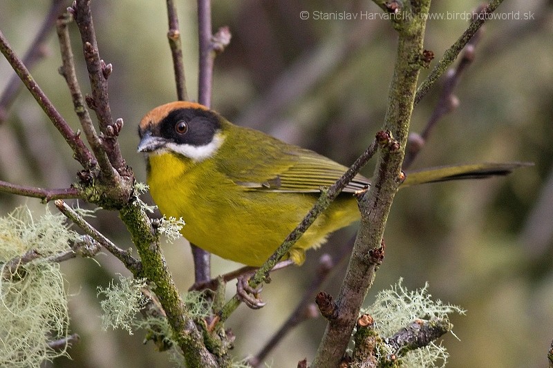 Moustached Brushfinch (Merida) - ML204436071