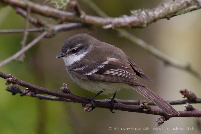 White-throated Tyrannulet - ML204436081