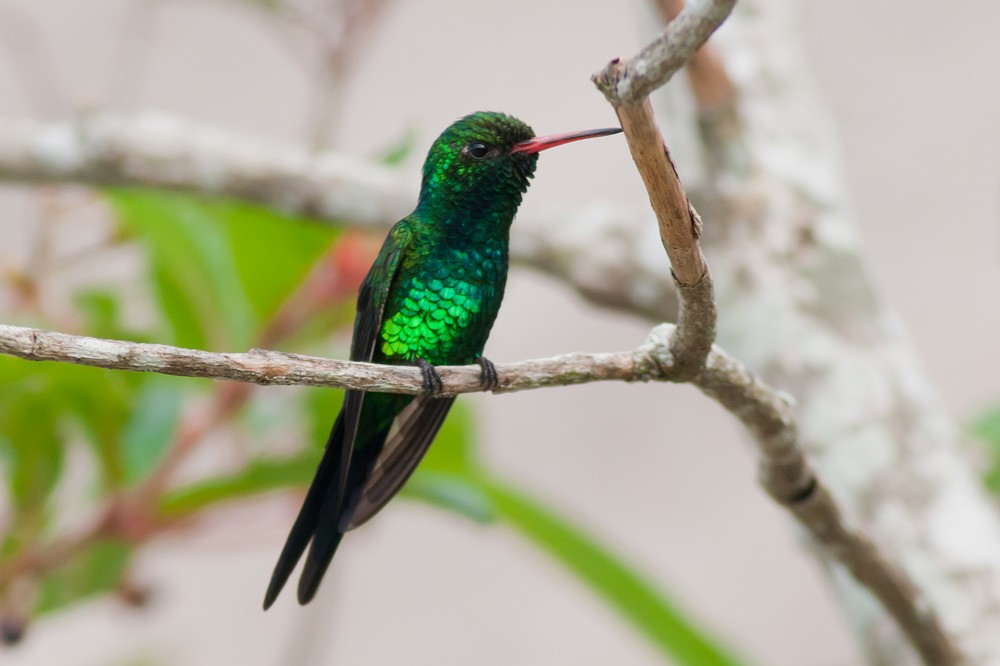 Cozumel Emerald - Rafael Merchante